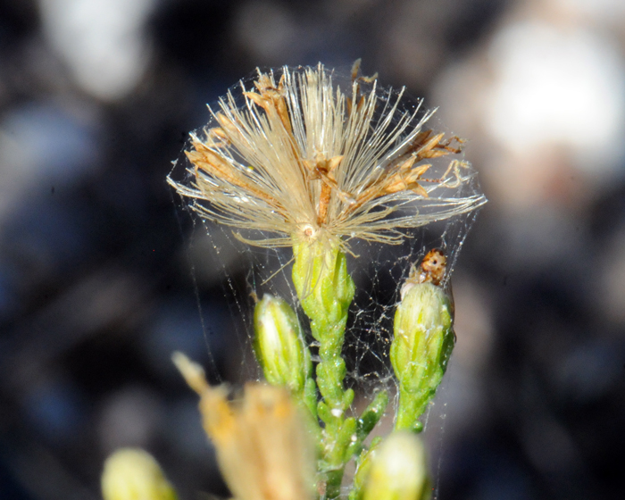 Burroweed has a fruit called a cypsela which is formed from an inferior ovary and may have a pappus while an achene is formed from an superior ovary and does not have a pappus attached. Isocoma tenuisecta